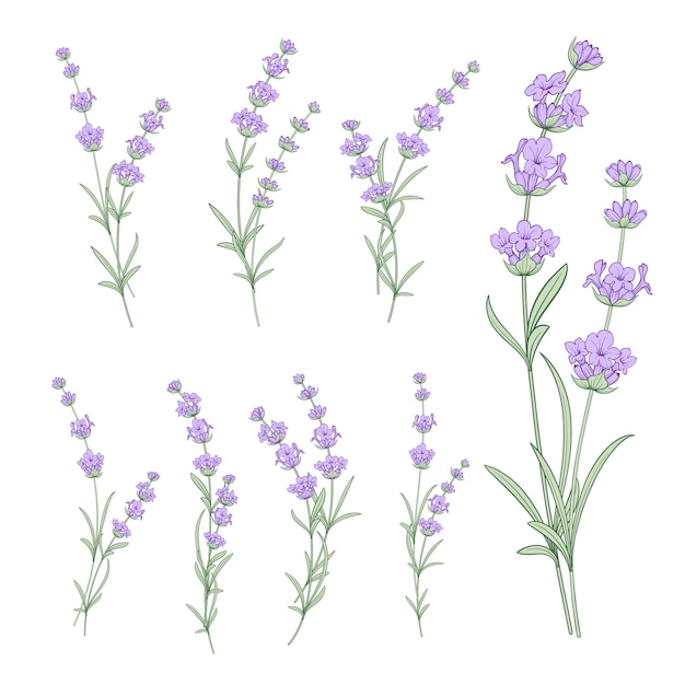Set van lavendel bloemen