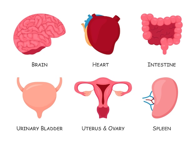 Set van menselijke inwendige organen Cartoon ontwerp Geïsoleerde Vector