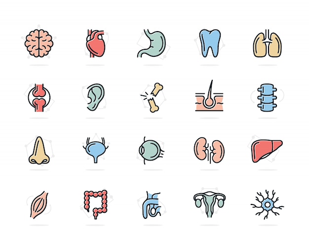 Set van menselijke organen gekleurde lijn pictogrammen. neuron, penis, baarmoeder, darm en meer.