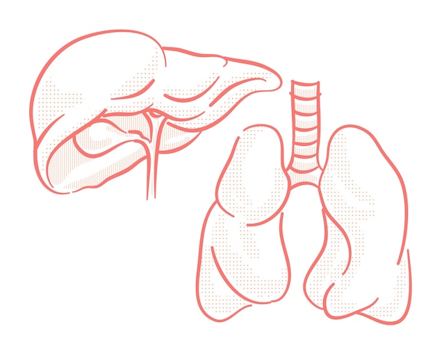 Set van menselijke organen illustratie voor ontwerpelement