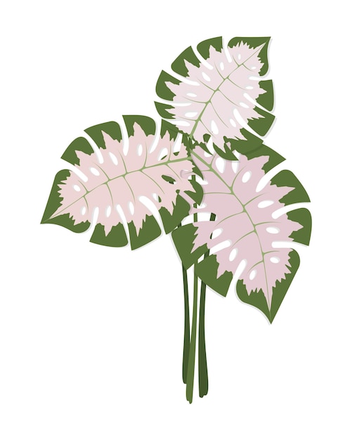 Vector set van monstera bladeren boeket voor decoratie