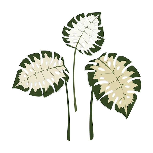 Vector set van monstera-bladeren geïsoleerd voor decoratie