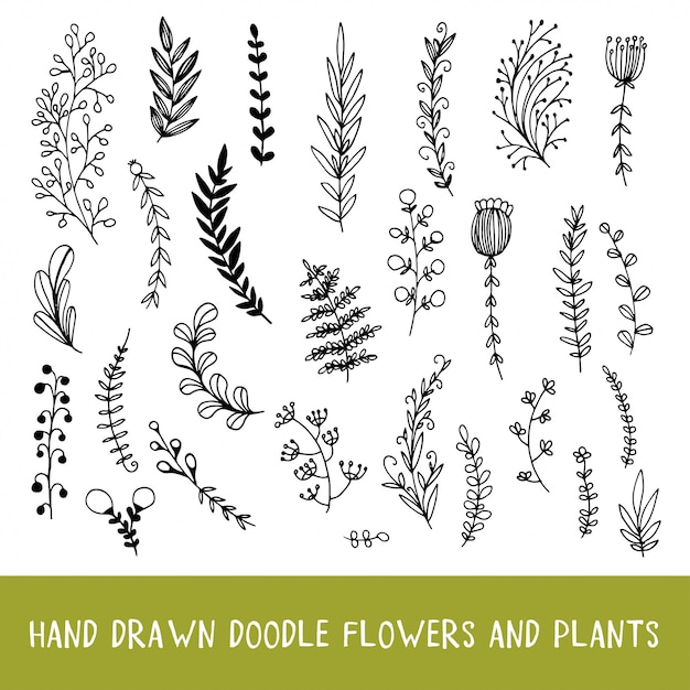 Set van natuurlijke botanische doodle planten.