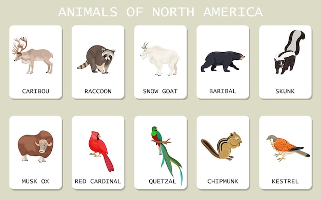 Vector set van noord-amerikaanse dieren collectie van sneeuwgeit caribou wasbeer chipmunk skunk muskus os zwarte beer quetzal kestrel concept van wilde wezens van canada en usa bos vector illustratie