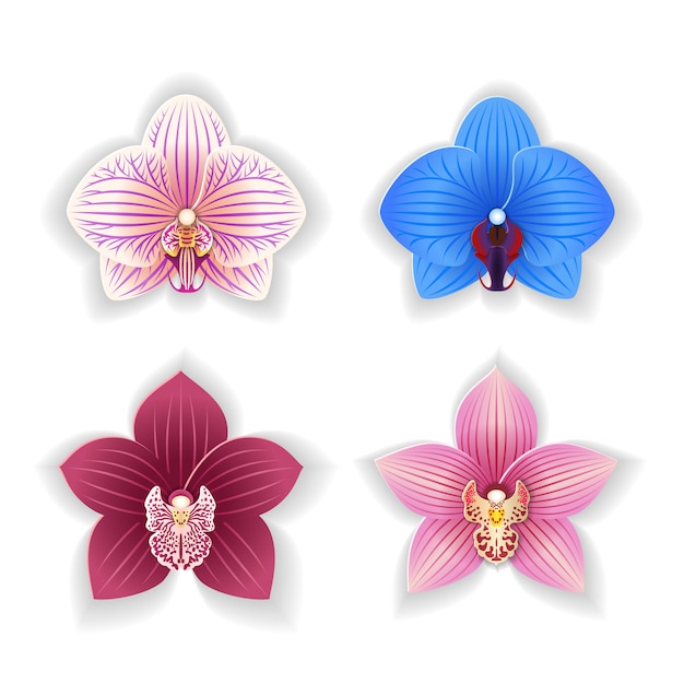 Set van orchideebloemen.