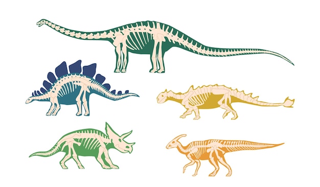 Set van oude dinosaurusbotten skeletfossielen voor wetenschappelijke artikelen, geschiedenisboeken en materialen over ontdekking