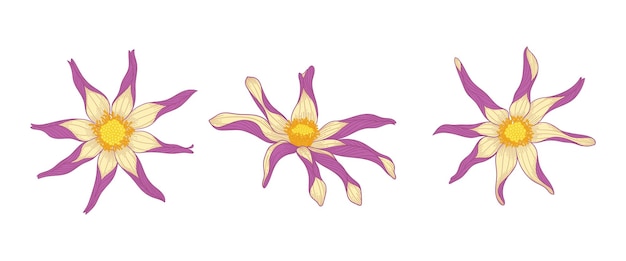 Set van paarse dahlia bloeiende bloemen illustratie