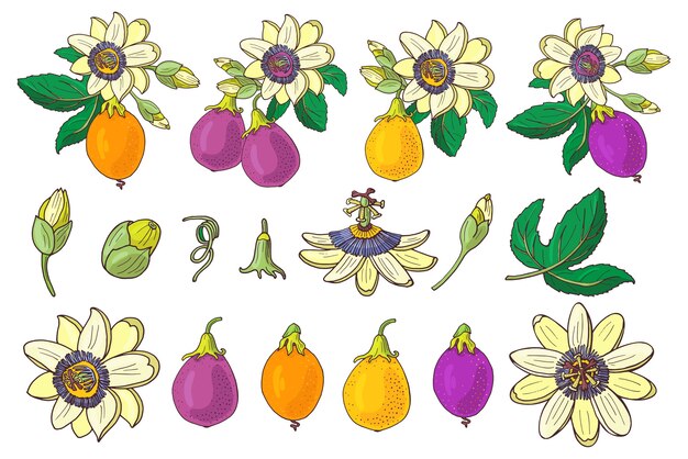 Set van passiebloem passiflora, paars, violet, geel tropisch fruit op een witte achtergrond. exotische bloem, knop en blad. zomer illustratie voor print textiel, stof, inpakpapier.