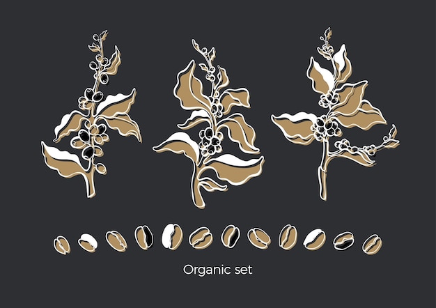 Set van plantage koffieboom bladeren boon Dubbele grafische schets Bloemvorm