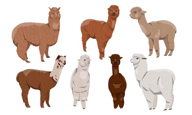 Set van realistische alpaca's Lama paco's in verschillende kleuren Vector dierencollectie