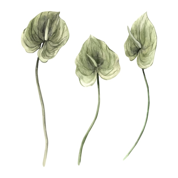 Set van realistische tropische groene anthurium bloemen Waterverf illustratie met de hand getekend op een geïsoleerde achtergrond Botanische illustratie voor het ontwerp van uitnodigingen kaarten bruiloften en feestdagen
