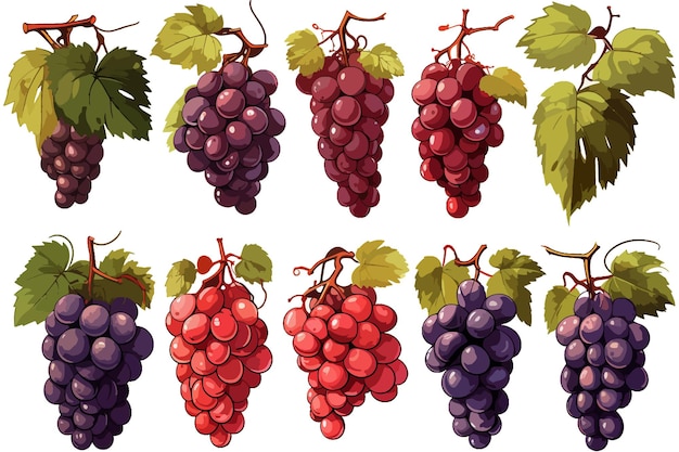 Set van realistische trossen druiven van verschillende kleuren en variëteiten Vector illustratie op witte bac