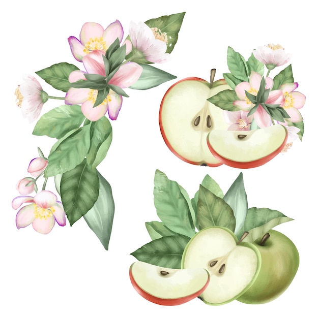 Set van rijpe rode en groene appels en bloeiende appelboom bloemen en bladeren