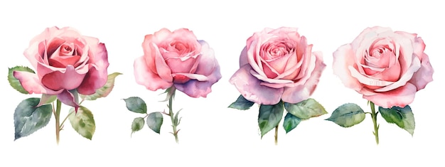 Set van roze rozen op een witte achtergrond