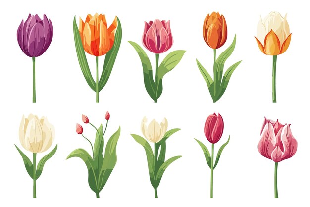 Vector set van roze tulpen geïsoleerd op witte achtergrond vector