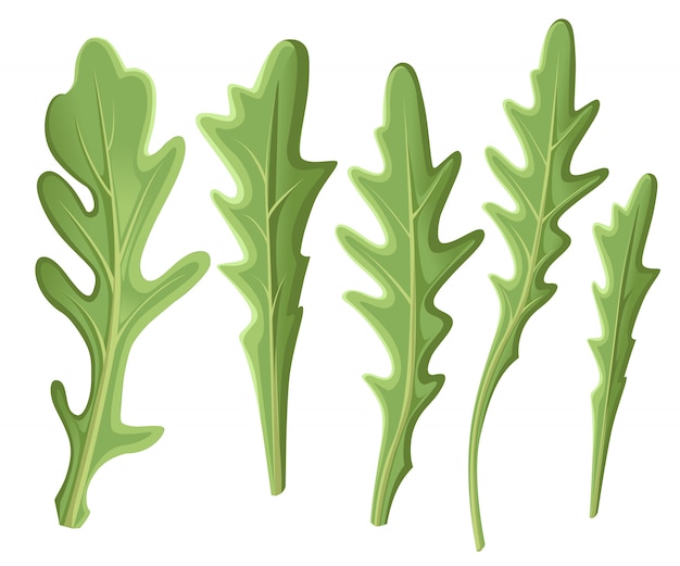 Set van rucola rucola, rucola verse groene bladeren en contouren op witte achtergrond. hand getekende illustratie. Websitepagina en mobiel app-element.