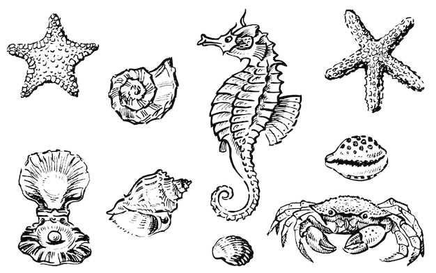 Set van schetsen van verschillende zeedieren zeemosselen vector handtekeningen geïsoleerd op wit.