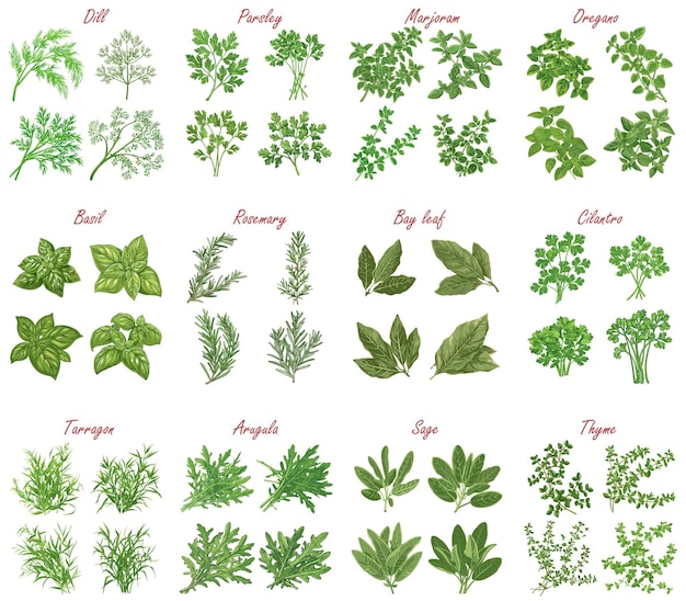 Vector set van soorten kruiden en specerijen bladeren plant