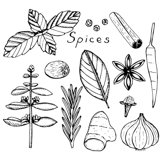 Set van specerijen en kruiden vectorillustratie, hand tekenen sketch