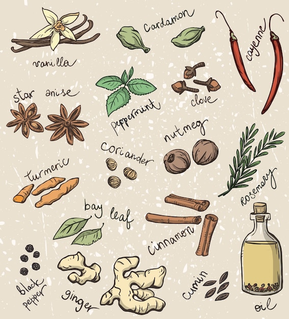Set van specerijen en kruiden vectorillustratie
