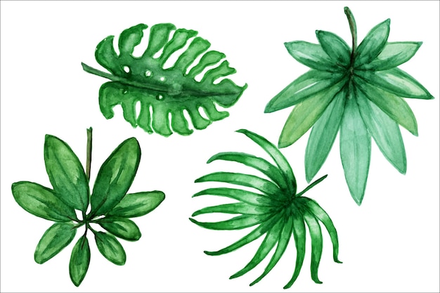 Set van tropische aquarel bladeren, groene gebladerte tropen palmboom.