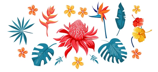 Set van tropische bloemen en bladeren, exotische collectie. Hibiscus, plumeria, paradijsvogel