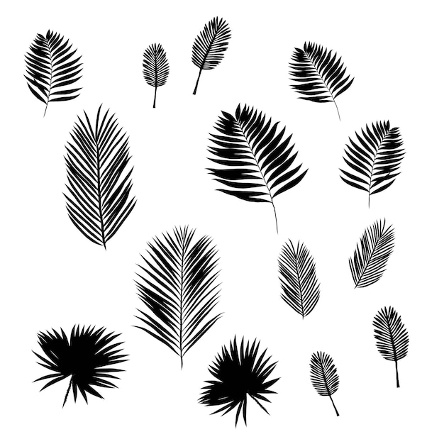 Set van tropische palmbladeren zwarte silhouetten geïsoleerd Vector