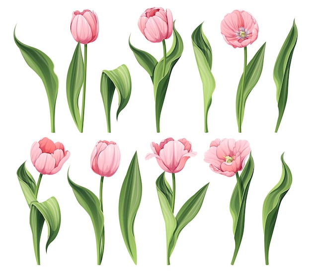 Set van tulpen op een geïsoleerde achtergrond in cartoon stijl lente roze bloemen voor vrouwen dag paas