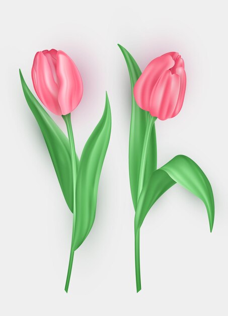 Set van twee realistische 3d tulpen met zachte roze bloemblaadjes geïsoleerd op witte achtergrond Lente bloemen