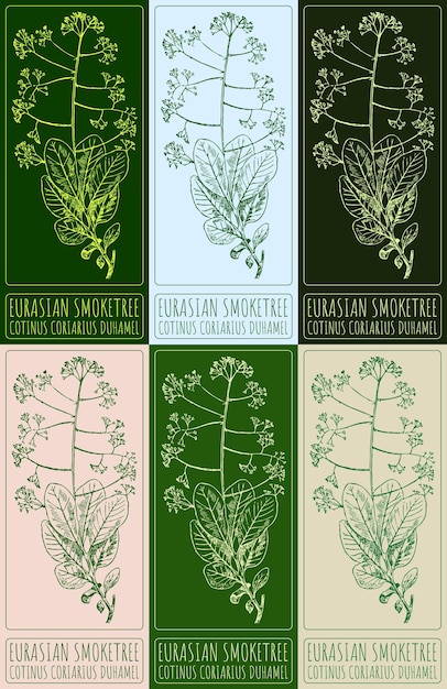 Set van vector tekeningen EURASIAN SMOKETREE in verschillende kleuren Latijnse naam is COTINUS CORIARIUS DUHAMEL