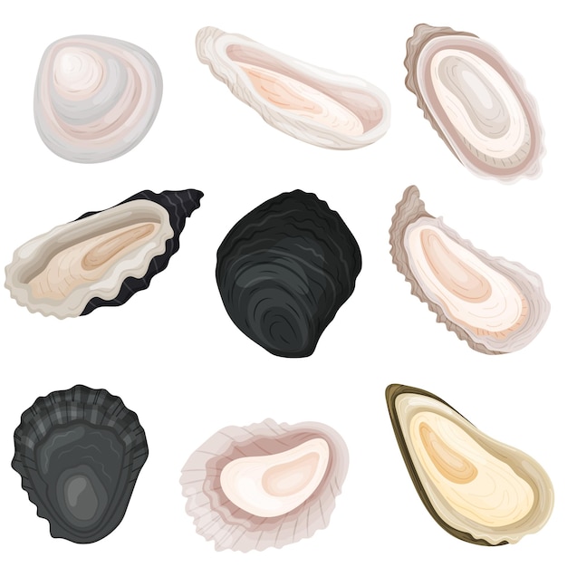 Set van verschillende afbeeldingen van oesters vectorillustratie op witte achtergrond