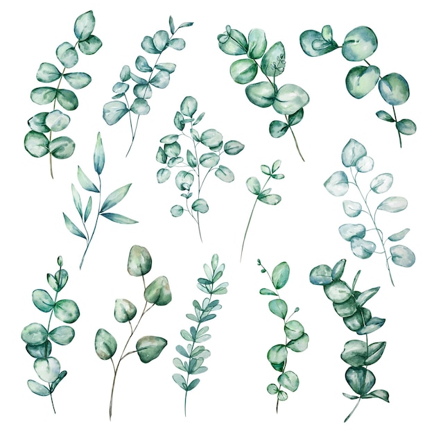 Set van verschillende aquarel eucalyptus ronde bladeren en takken. Handgeschilderde baby-eucalyptus- en zilveren dollarartikelen. Floral illustratie geïsoleerd op een witte achtergrond.