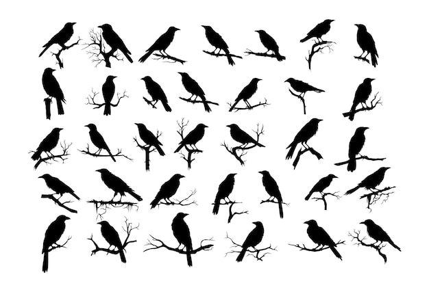 Vector set van verschillende kraaien op een tak hand getekend silhouet