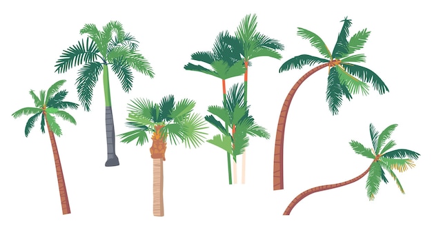 Set van verschillende palmbomen, bananen, kokosnoot tropische planten met rechte en gebogen stammen. geïsoleerde grafische ontwerpelementen, stranddecor, jungle en regenwoudflora. vectorillustratie, icon set