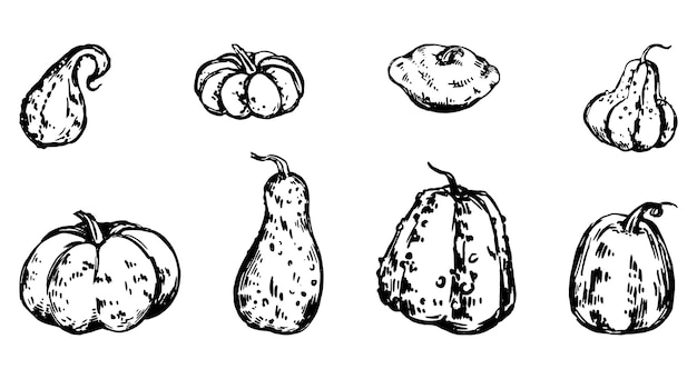 Set van verschillende pompoen squash groentemerg Vector illustraties van herfst seizoen oogst schetsen cliparts collectie geïsoleerd op wit