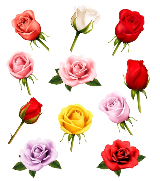 Set van verschillende rozen. vector.