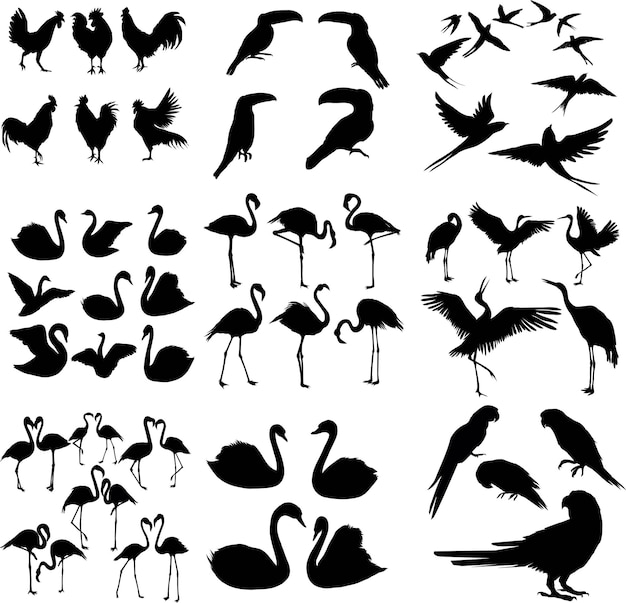 Set van verschillende vogel vector silhouetten geïsoleerd op een witte achtergrond