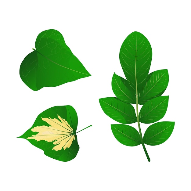 Set van verschillende vormen groene bladeren van bomen en planten. pictogram vector. geïsoleerd op een witte achtergrond. Decoratieve elementen voor eco- en bio-logo's.