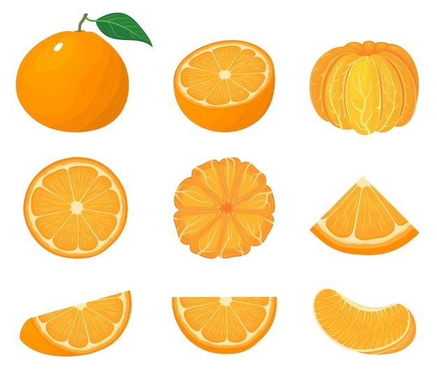 Vector set van verse hele, halve en gesneden segment tangerine of mandarijn vruchten geïsoleerd op een witte achtergrond.