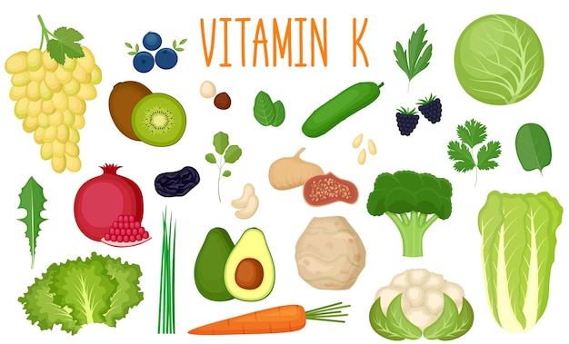 Set van vitamine k-bronnen. gezond eten. verzameling van groenten, fruit, groenten en noten verrijkte vitamine c. vectorillustratie