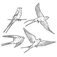 Set van vliegende zwaluw handgetekende illustratie geconverteerd naar vector