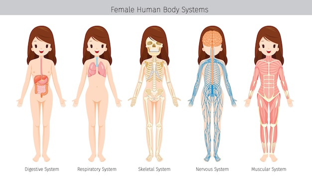 Set van vrouwelijke menselijke anatomie, lichaamssystemen