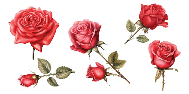 Set van waterverf rode rozen in verschillende stijlen op een witte achtergrond