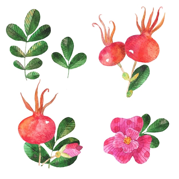 Vector set van wilde hondsroos bloemen, bladeren, rozenknoppen handgetekend