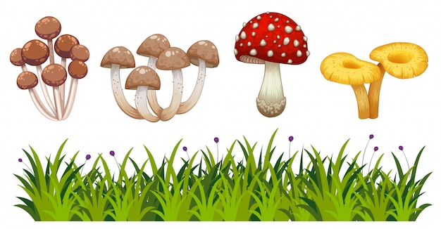 Set van wilde paddestoelen