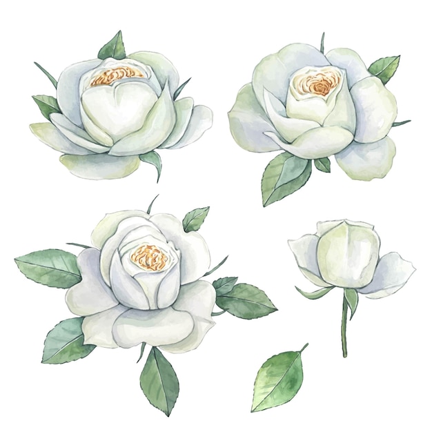 Set van witte aquarel rozen geïsoleerd