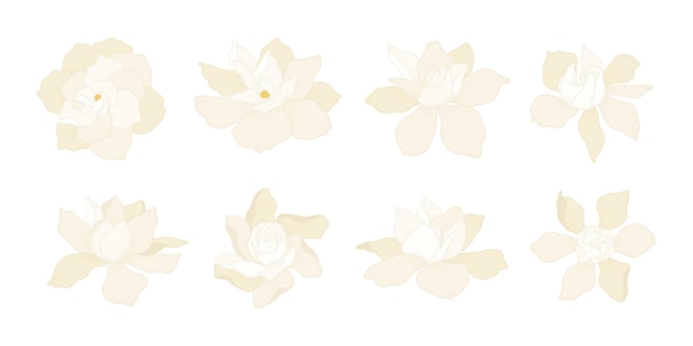 Set van witte Gardenia bloeiende bloemen illustratie