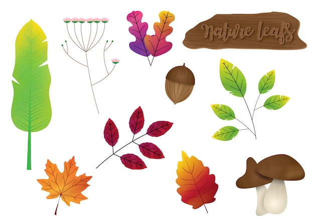 Set of variety nature leafs with wooden sign isolate 