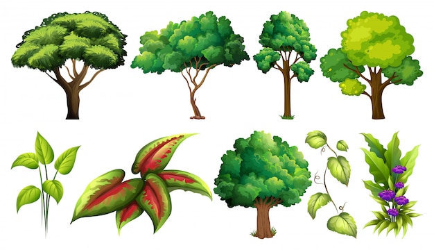 Набор различных растений и деревьев