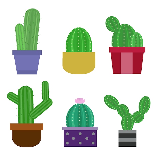 Set di diversi cactus in pentole, flat style design